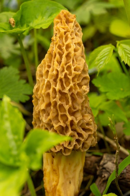 A yellow morel among spring foliage