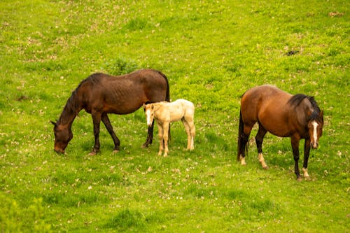 Horses and Colt on Grassland