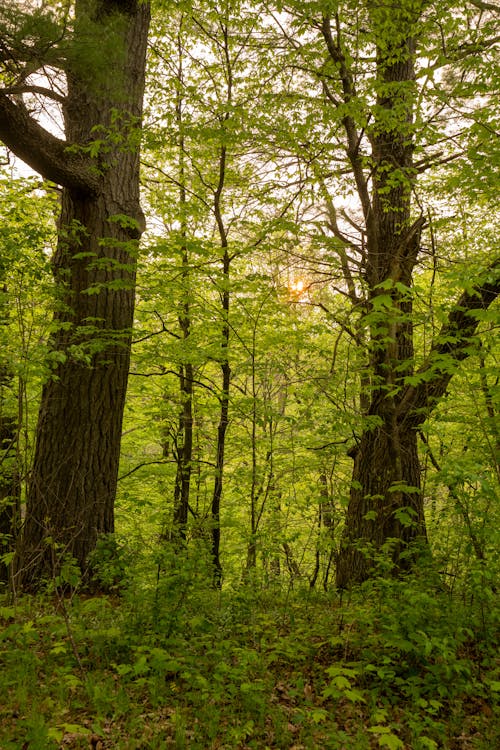 ağaçlar, bitkiler, derin içeren Ücretsiz stok fotoğraf
