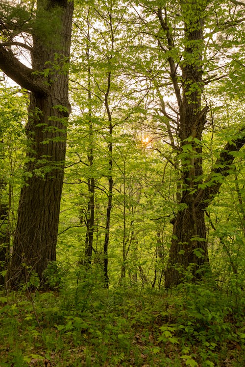 Imagine de stoc gratuită din adânc, arbori, centrale