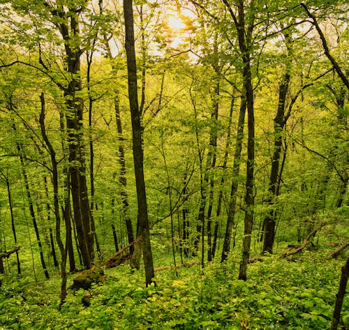Ingyenes stockfotó bőség, erdő, fák témában