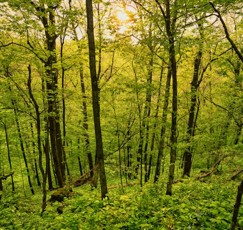 Gratis stockfoto met bomen, Bos, decor