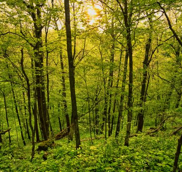Explore the vibrant beauty of a lush green forest in Plainview, Minnesota during the dynamic spring season.