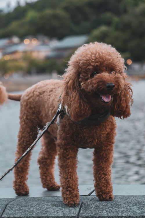 Free Charming poodle standing by a river in Kyoto, perfect as a pet-themed mobile wallpaper. Stock Photo