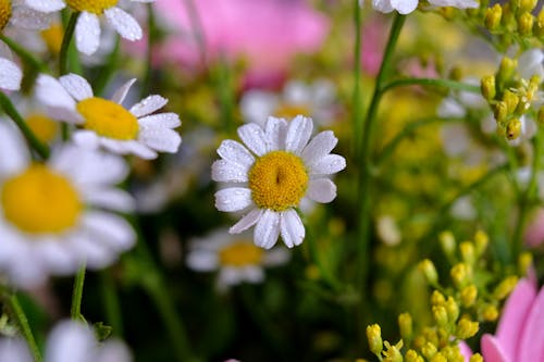 Raindrops on Chamomile Flowers