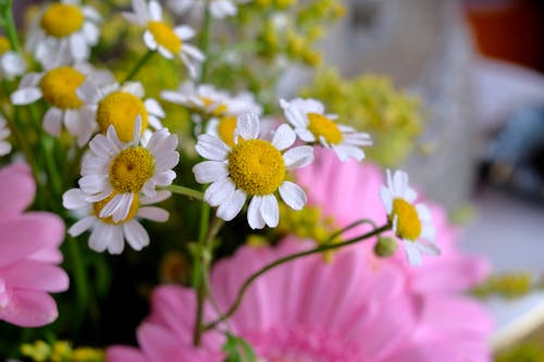 꽃, 꽃잎, 빗방울의 무료 스톡 사진