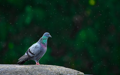 Close-up of a Pigeon 