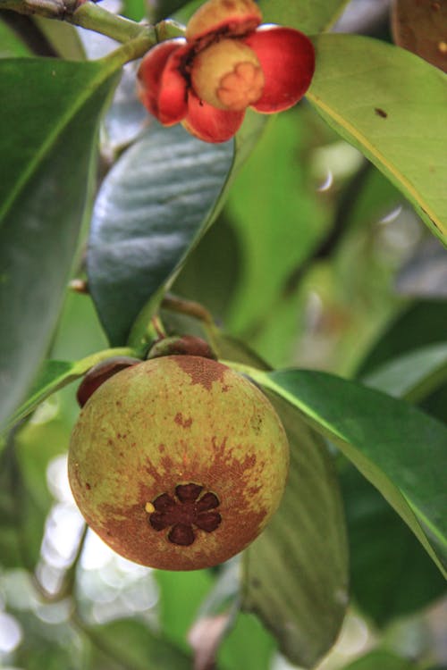 Fotobanka s bezplatnými fotkami na tému mangostanový strom, mangosteen, ovocie