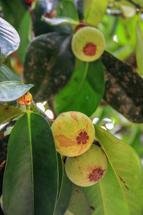 Fotobanka s bezplatnými fotkami na tému mangostanový strom, mangosteen, ovocie