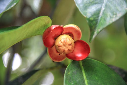 Mangosteen Flower