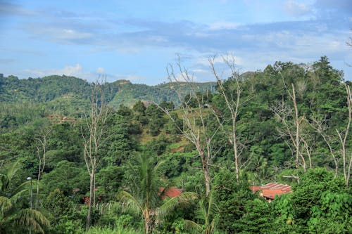 Fotos de stock gratuitas de árbol, hermoso paisaje, paisaje de montaña