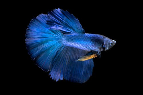 Photo of an Exotic Blue Fish against Black Background