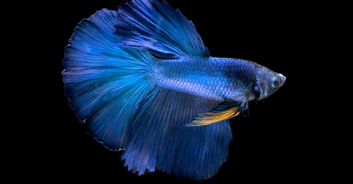 Cropped Image Fish Photo of an Exotic Blue Fish against Black Background · Free Stock Photo