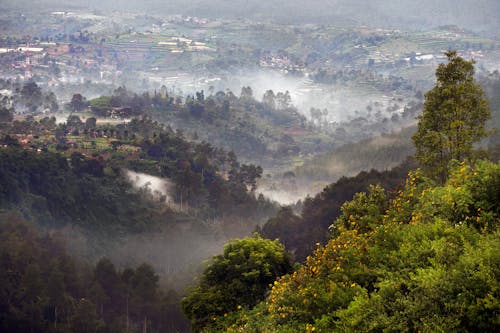 Aerial View of Trees and Fields in Mountains 