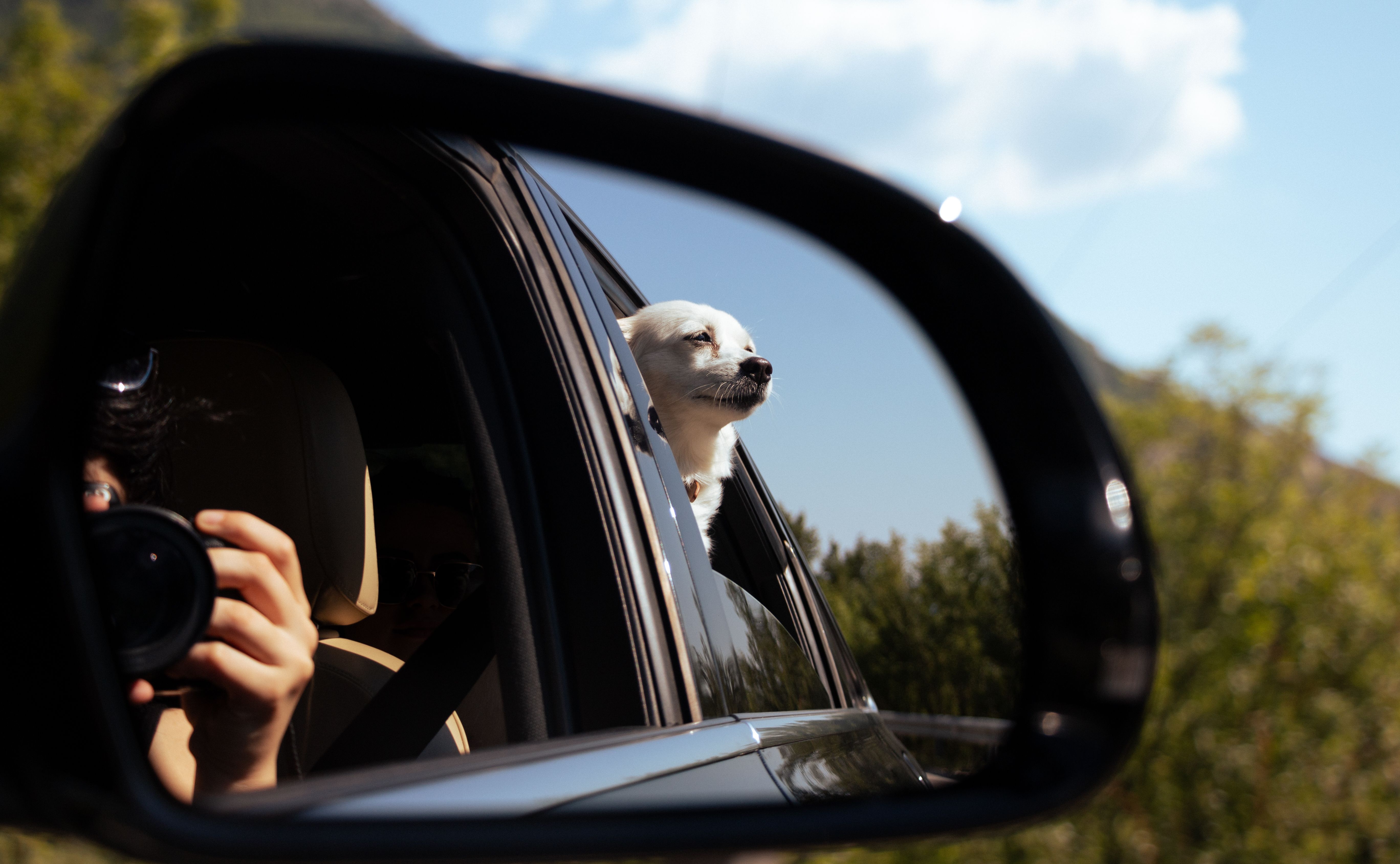 Captivating reflection of a white dog enjoying car ride in Shëngjergj, Albania.