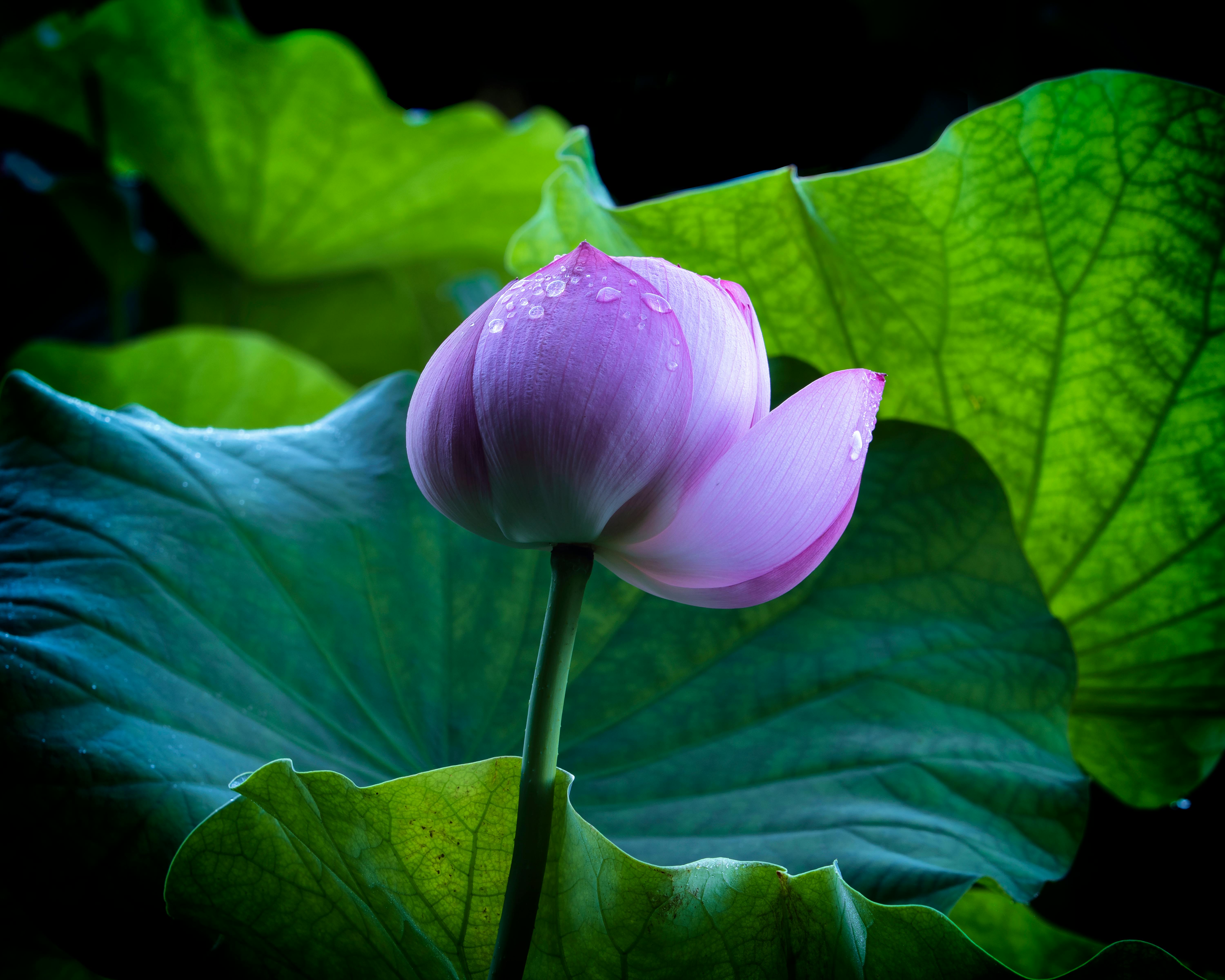 Red Lotus Flowers · Free Stock Photo
