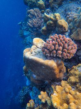 Stunning underwater scene of diverse coral growth in a tropical ocean reef.