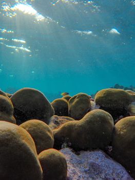 Bright underwater view of a tropical coral reef with sunlight filtering through clear ocean water.