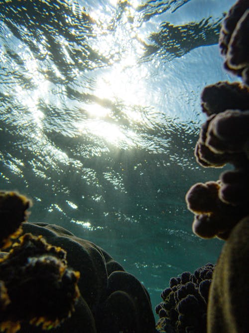 Fotos de stock gratuitas de arrecife, bajo el agua, coral