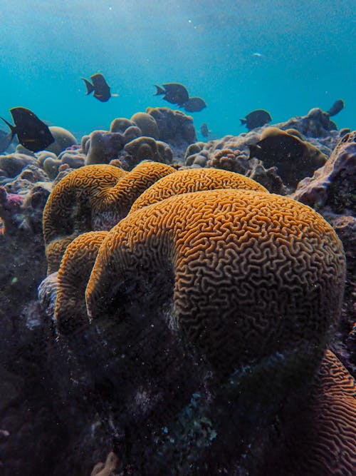 Darmowe zdjęcie z galerii z dolny, głęboki, koral