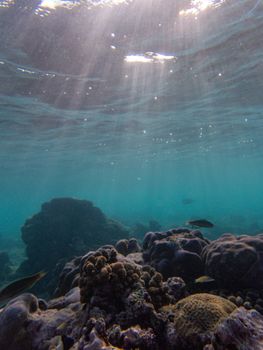 Beautiful underwater scene showcasing a vibrant coral reef illuminated by sunlight beams.