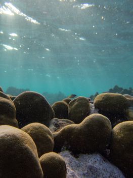 Explore vibrant coral formations underwater, illuminated by sunlight in the deep ocean.