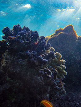 Explore the colorful beauty of an underwater coral reef scene with sunlight streaming through.