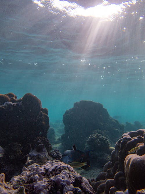 Free Sunbeams over Coral Reef on Seabed Stock Photo