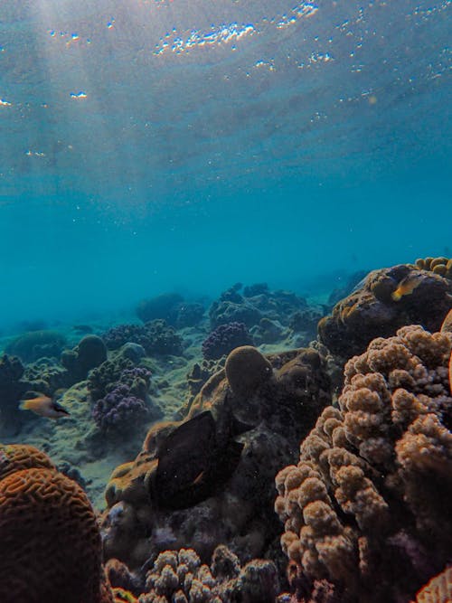 View of Coral Reef Underwater