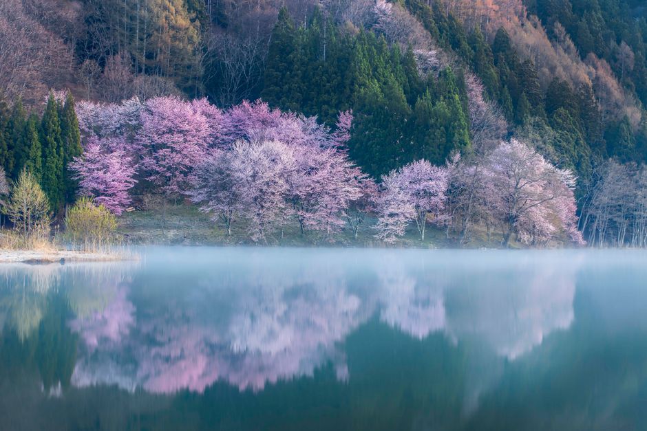 cherry blossom lake reflection