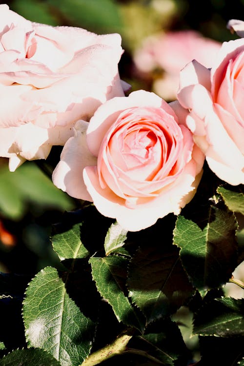 Close-up of Pink Roses 