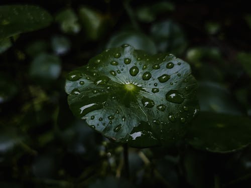 Closeup of a Plant with Dew