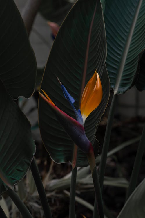 bitki, cennet kuşu, çiçek içeren Ücretsiz stok fotoğraf