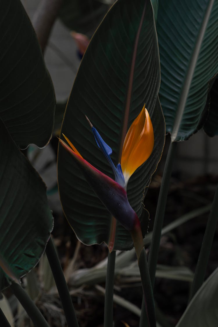 Bird Of Paradise Flower