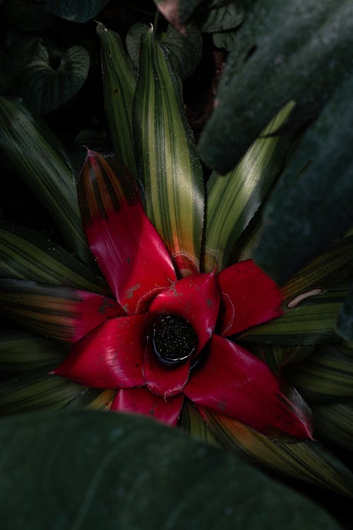 Imagine de stoc gratuită din aparat foto, floare, floare frumoasa