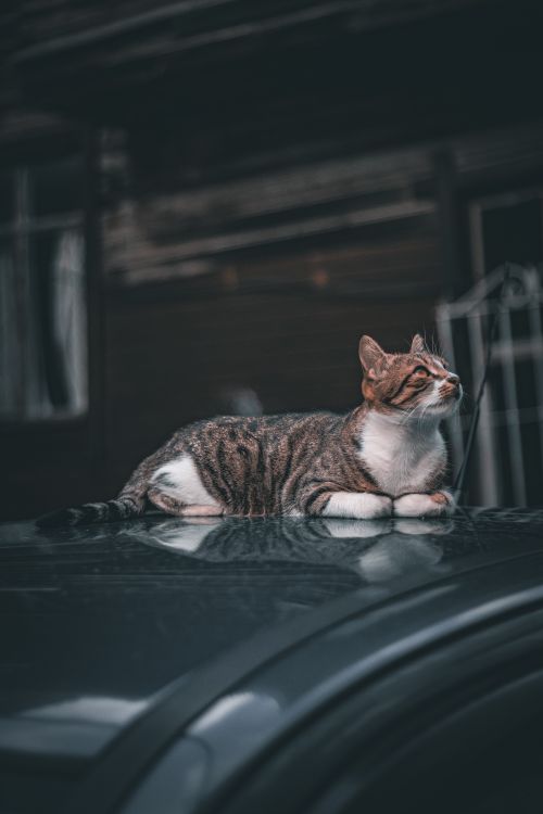 Free Tabby cat lying on car roof, reflecting a calm and serene mood. Stock Photo