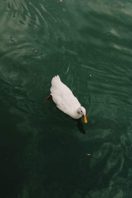Free Serene white duck swimming gracefully in calm green waters of Kayseri, Türkiye. Stock Photo