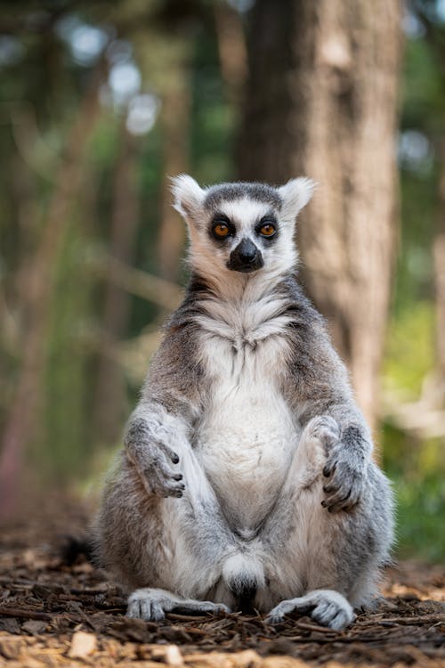 Základová fotografie zdarma na téma fotografie divoké přírody, fotografování zvířat, lemur