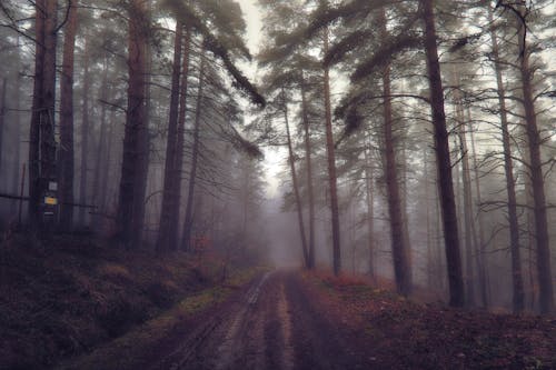 Бесплатное стоковое фото с грязь, дорога, лес
