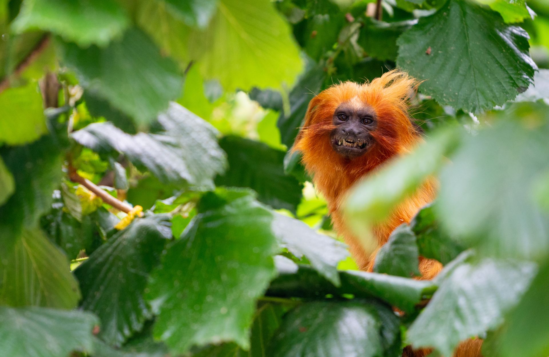 Golden Lion Tamarin Monkey