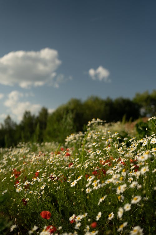 Daisies and Poppies on Meadow