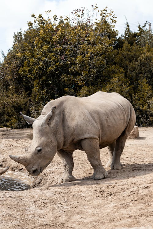 White Rhino in the Nature Reserve
