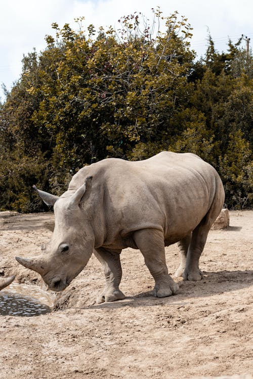 Foto profissional grátis de ceratotherium simum cottoni, criticamente em perigo, fotografia animal