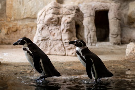 Pair of Humboldt penguins in a zoo, standing in water near rock structures.