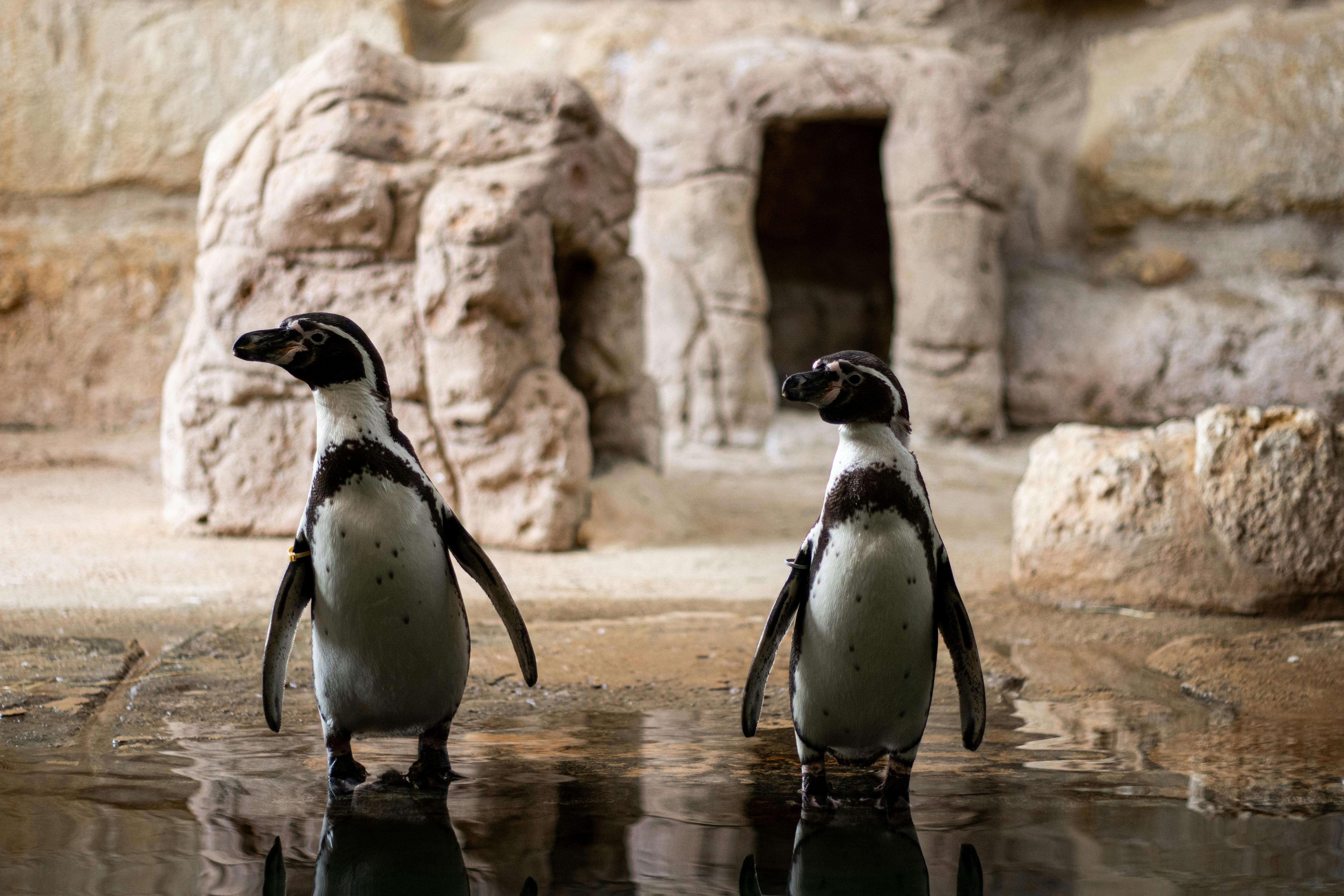 two penguins standing in water in an enclosure