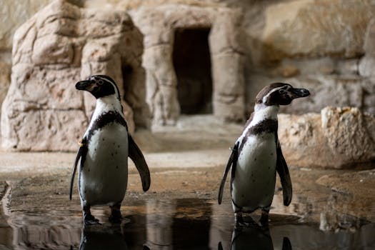 Pair of penguins standing by water in a rocky habitat. Calm, natural wildlife moment.
