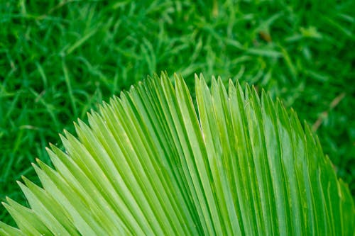 คลังภาพถ่ายฟรี ของ ซาบาลไมเนอร์, ต้นปาล์มชนิดเล็กแคระ, สีเขียว