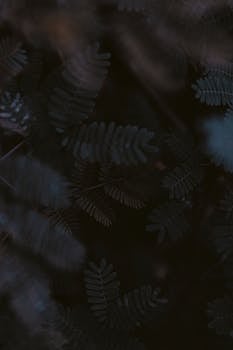 一张以深色、大气蕨类植物叶子为特写的镜头，背景虚化，非常适合自然主题的设计