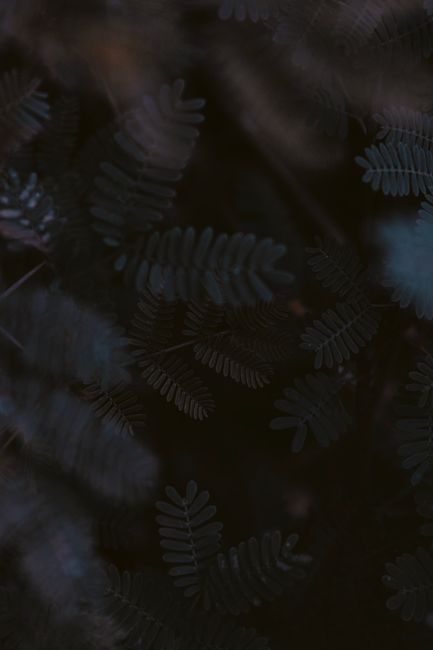 Dark, atmospheric close-up of fern leaves with blurred background, ideal for nature-themed designs.