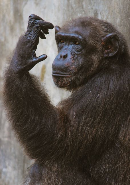 Close-up of a chimpanzee in a thoughtful pose, showcasing its expressive features and natural habitat in Sri Lanka.